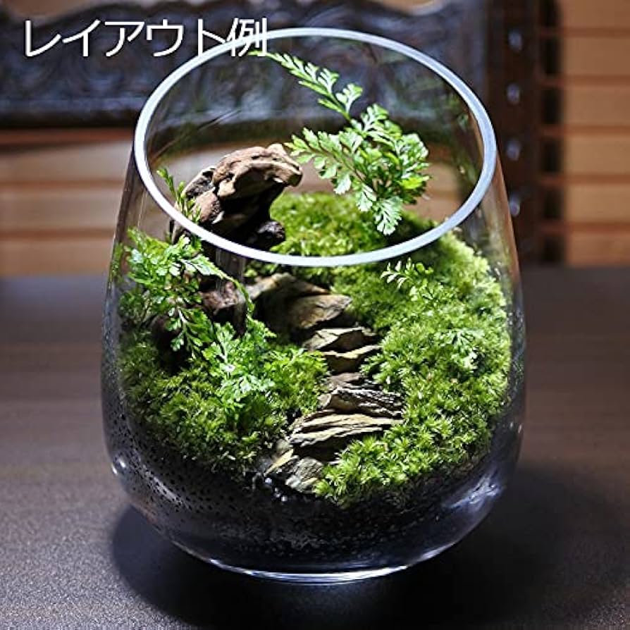 Amazon.co.jp: コケのインテリア コケリウム テラリウム