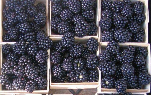 Giant Thornless Blackberry 315 Seeds - Triple Crown Blackberry Fruit Seeds, Blackberry Bush Non Gmo Seeds, Wild Grow Unique Seeds, Blackberry Seeds For Planting #TOP5