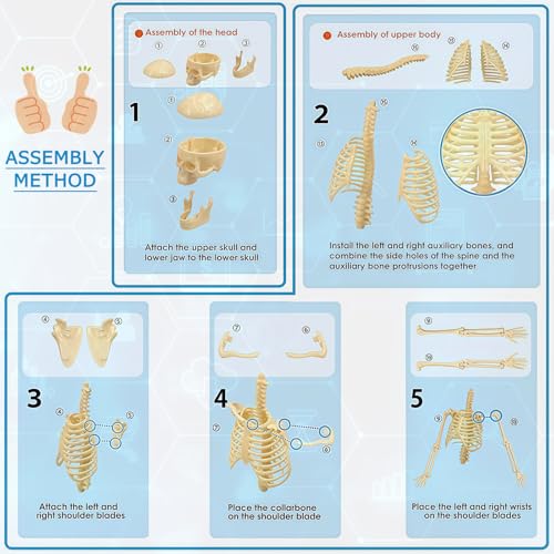 Image of Mini Human Skeleton Model,Skeleton Teaching Model,Easy to Assemble, Removable Spine Whole Body for Study Teaching Demonstration