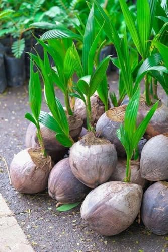 Image of Rare Vietnam Dwarf Coconut Tree Live Plant (Green-Yellow Hybrid) | Early Fruiting in 3 Years | Healthy Tropical Fruit Plant for Home Garden, Terrace & Farm Plantation