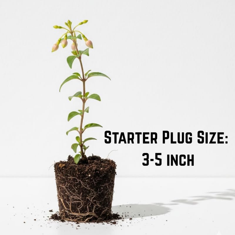 Miniatura 2 de Plantas rojas y azules fucsias vivas, plantas fucsias, enchufe de inicio de 3 a 5 pulgadas de alto, planta de flores perennes resistentes para