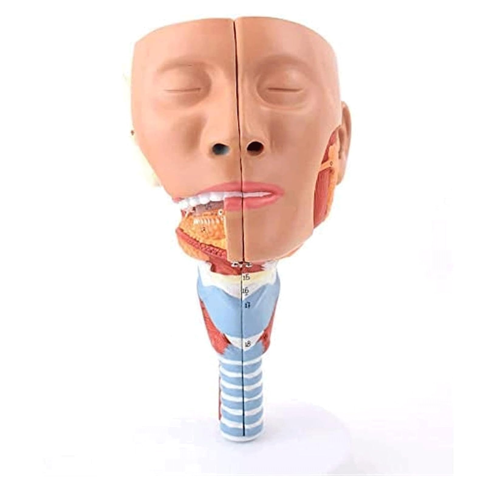 Modèle D'organe Modèle De Cavité Laryngée, Nez, Bouche, Modèle Anatomique De Gorge Humaine, Taille Naturelle Affichage Pédagogique