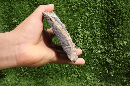Image of Natural Orthoceras Fossil from Devonian Period Fossil from Morocco A262