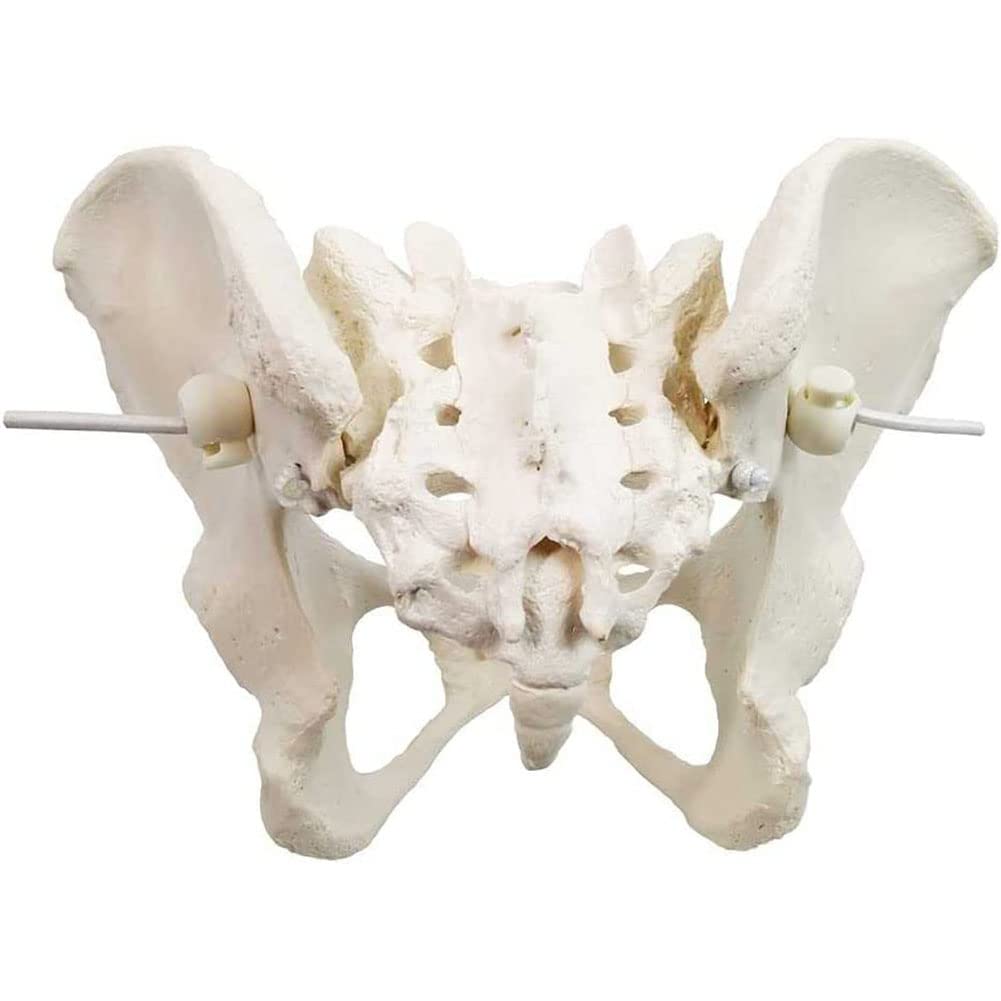 Naturalny rozmiar żeński model miednicy-Model biodra-żeński model anatomiczny, model miednicy kości biodrowej żeński model anatomiczny
