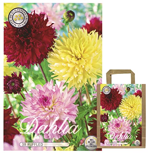 Flores de verano, dalias, bulbos, mezcla de dalias, mezcla de colores para el verano, tubérculos, bulbos de flores, flores multicolores (3 x dalias Ruffled) Flores de verano, dalias, bulbos, mezcla de dalias, mezcla de colores para el verano, tubérculos, bulbos de flores, flores multicolores (3 x dalias Ruffled)