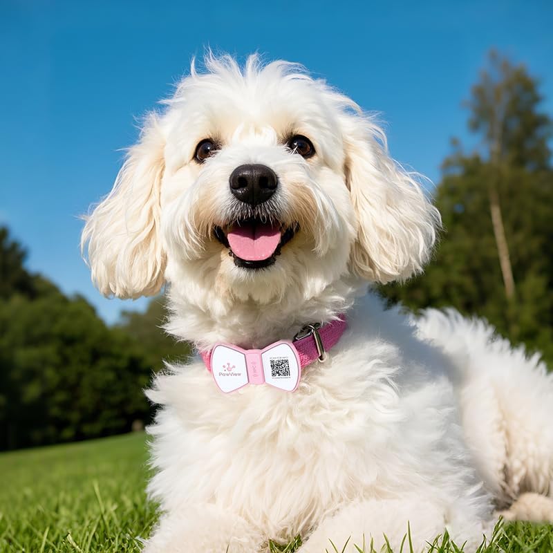 PawView QR Code Dog Tags UK with NFC - Image 4