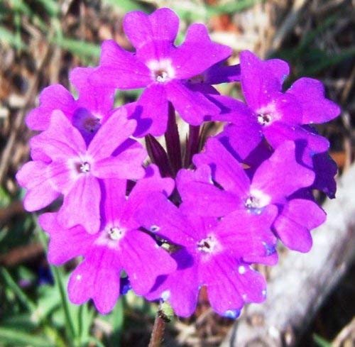 Genipap 50pcs Moss Verbena GROUNDCOVER Flower Seeds