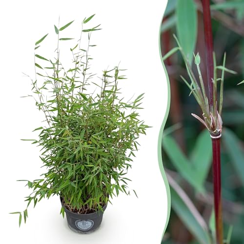 Gräser - Fargesia nitida Roter Drache - Nicht-invasiv Bambus - Immergrün - 70-80cm - Ø23cm - Gartenpflanze