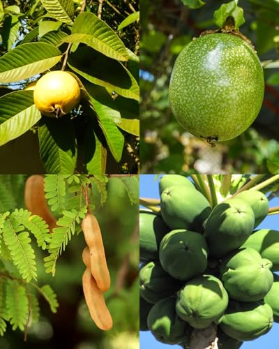 Lote de semillas para cultivo de 4 frutas tropicales (Papaya, Maracuya, Guayaba, Tamarindo)