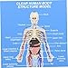 Human Body Structure Model, 3D Human Body Model for Kids with Removable Bones, Organs and Blood Vessels for Anatomy Skeleton Skeleton for Anatomy
