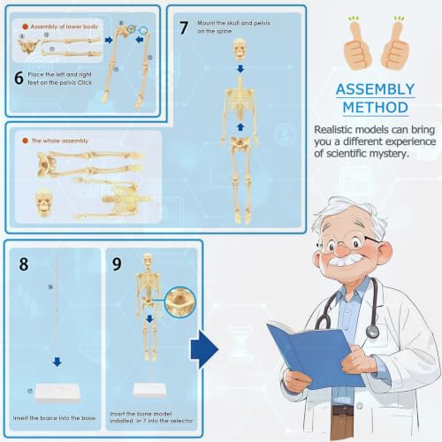 Image of Mini Human Skeleton Model,Skeleton Teaching Model,Easy to Assemble, Removable Spine Whole Body for Study Teaching Demonstration