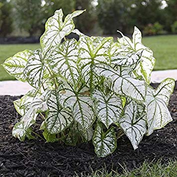 3 Caladium white christmas (Bulbs) Classsic elegance for shady gardens. Now Shipping !