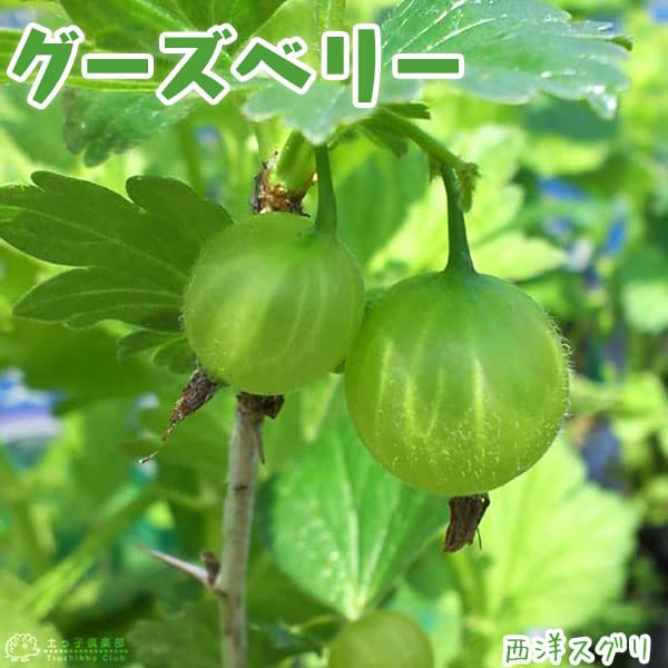 スグリ　苗 61SpWgA0LzL._UF350,350_QL50_.jpg