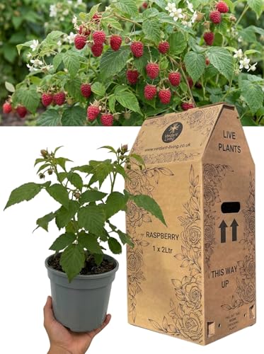 Raspberry Glem Ample Summer Fruiting Plant in 2Ltr Pot Hardy Perennial Fruit Bush for Gardens Patio Containers & Allotments High Yield Heavy Cropping Easy Grow Self Pollinating UK Grown