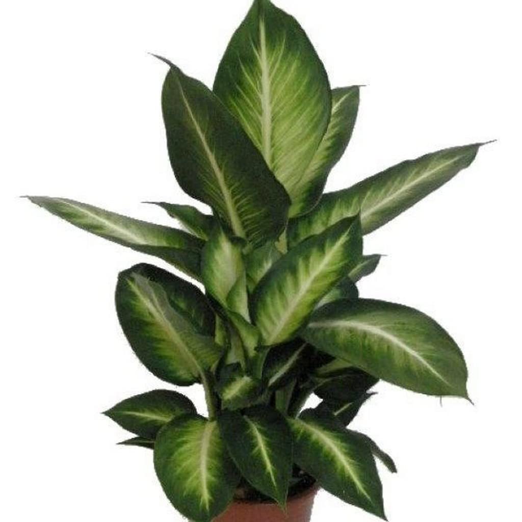Buy Creative Farmer Exotic Plant Dieffenbachia White Flame Indoor