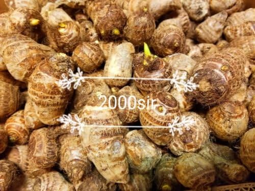 Ready 2 Grow 20 Live Bulbs Colocasia Esculenta Elefante Oreja Taro Gabi Kalo Eddo