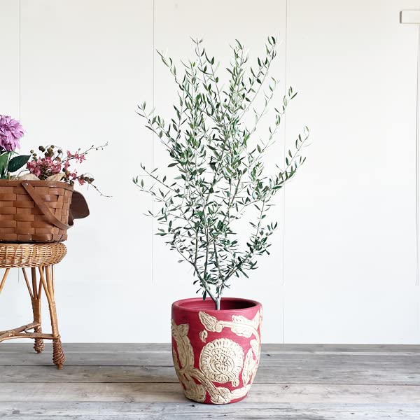 オリーブの木 約2.5メートル テラコッタ鉢 Amazon｜オリーブの木 赤テラコッタ鉢植え 観葉植物 本物 庭木