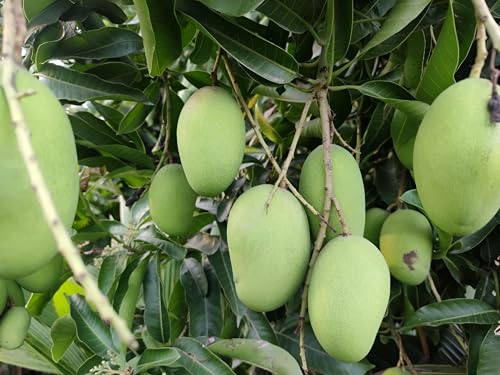 Image of Sweet & Testy Original Variety Himsagar Mango King Of Mango Fiber Free Live Grafted(1 Healthy Live Plant) Tree