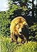 Bears: Behavior, Ecology, Conservation