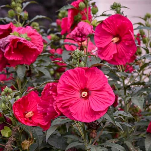 Hibiscus Plant Live, Bush Hibiscus Summer Hardy Shrub 2.5 Inches Pot #TOP1