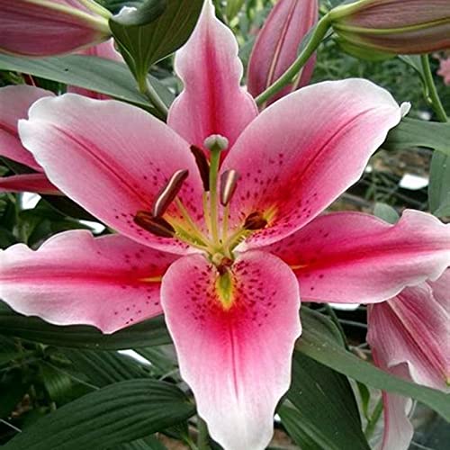 Dei Giardinieri Alle Prime Armi Giglio Sembra Nobile Ed Elegante Bulbi Di Giglio, Giglio Ha Un Odore Forte E Dolce Giglio, I Gigli Sono Adatti Per La Coltivazione -10bulbi-G