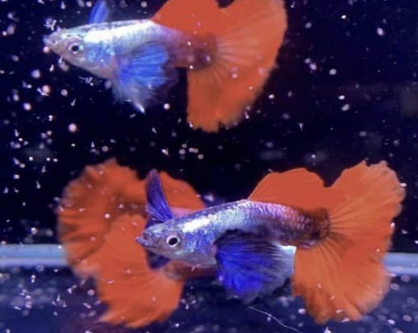国産　稚魚　ダンボ　プラチナ　レッド　タイル　グッピー(リボン1ペアとノーマル1ペア) 熱帯魚 RREAプラチナレッドモザイクダンボ 1ペア | 伊豆グッピーファーム