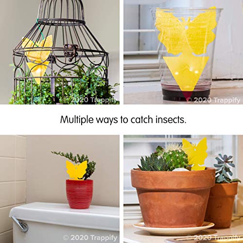 Buy Trappify Sticky Fruit Fly and Gnat Trap Yellow Sticky Bug Traps for Indoor/Outdoor Use