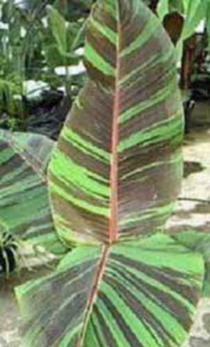 Banana - Musa sikkimensis Manipur 10 semi