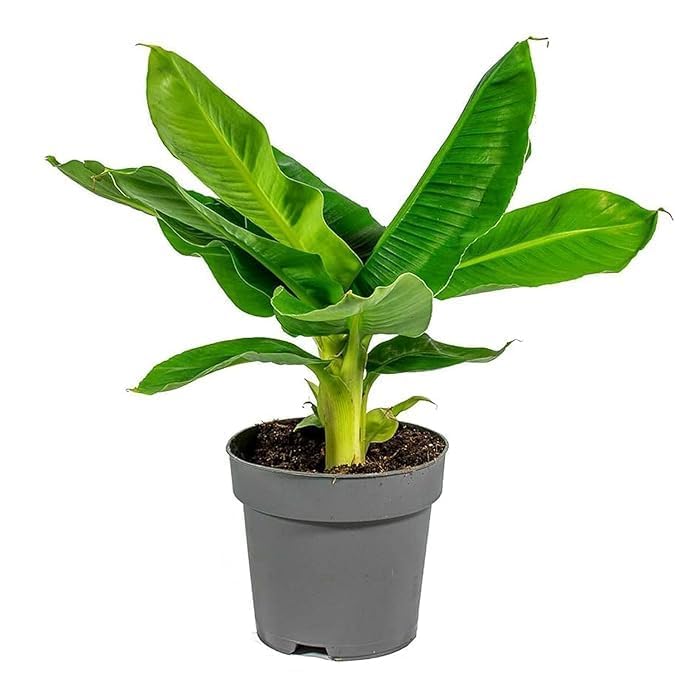 Image of Live Banana Fruit Plant (Musa) - Healthy Hybrid Fruit Tree for Home Garden & Outdoor | Dwarf Variety Banana Plant with Small Black Plastic Pot | 1 Pc