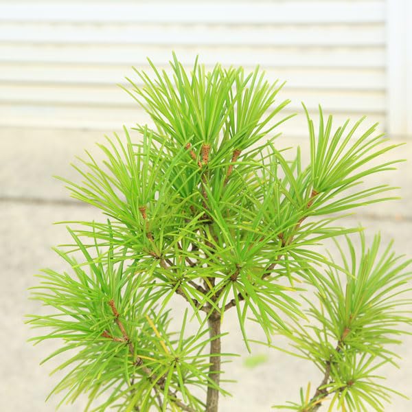 Amazon.co.jp: 庭木：コウヤマキ（こうやまき）高野槇* 樹高：約80cm