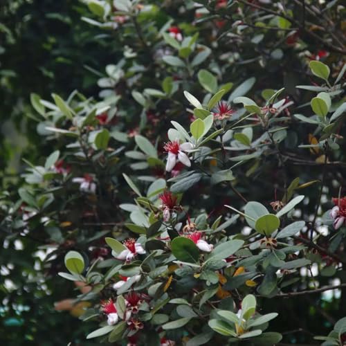 Puoi regalare queste piante come un pratico di Natale o di compleanno ai tuoi amanti piante o ai nuovi giardinieri.Le piante possono godersi il processo dalla germinazione alla formazione dei frutti condividere insieme la gioia del raccolto.