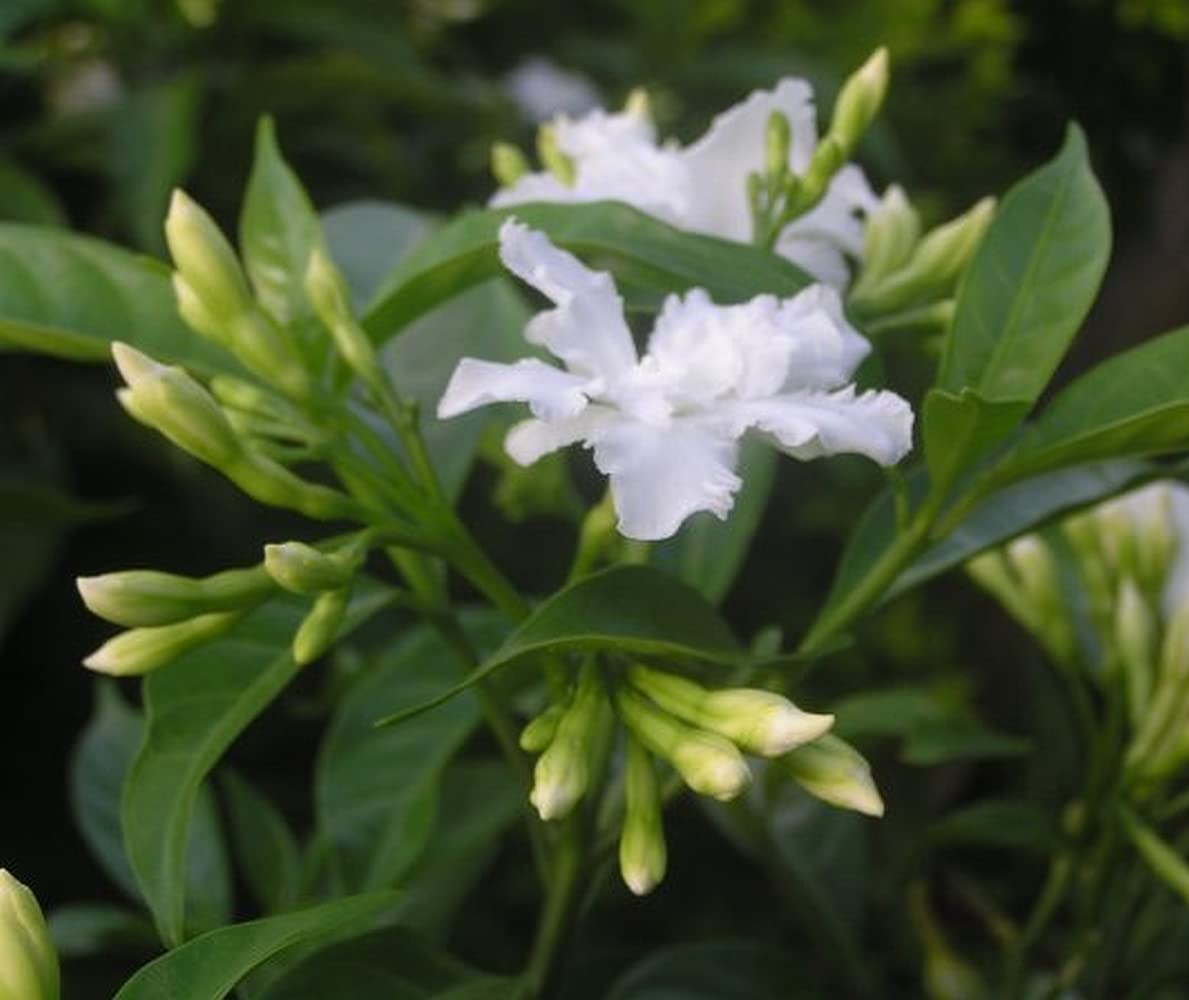 Amazon.com : Florida Gardenia Crape Jasmine - Tabernaemontana