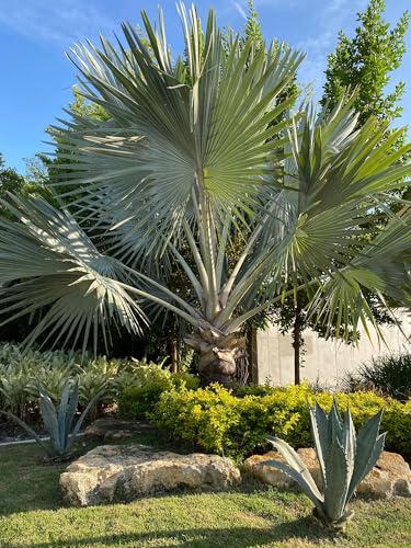 Bismarckia Nobilis Silver Bismarck Palm - Striking Silvery Blue Tropical Ornamental Outdoor Palm Low Maintenance Drought Tolerant Live Plant Ideal for Landscapes & Gardens (1g Pot, 1-2ft)