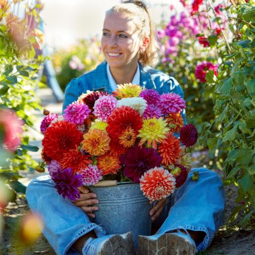 Dalias Bulbos Gigantes Cut Flor Colección - 5 Bulbos de Flores Exterior - Plantas Naturales Exterior de Holanda - No Resistente - Decoracion Jardin, Macetas y Balcón - Sin Semillas, No Artificiales