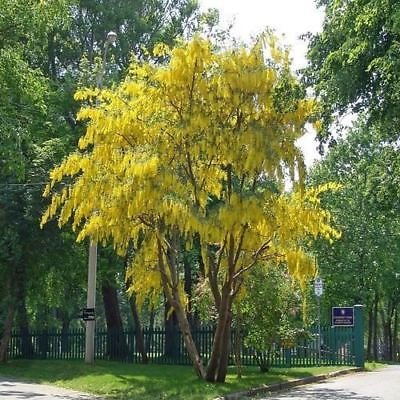 Golden Chain Baumsamen (Gemeine Goldregen) 25 + Seeds - Image 3