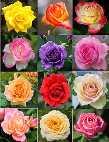 100PCS Mix Rose Seeds Lush Blooms Perennial Bush Rosa Flower Seeds Heirloom