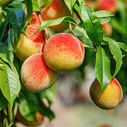Qauzuy Garden 10 Seeds Dwarf Peach Fruit Tree Seeds Non-Gmo Seeds Early Maturing Plant Self-Fertilization Decilious Fruit To Plant Indoor/Outdoor Easy To Gow #TOP4
