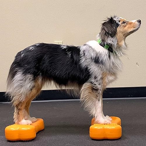 Dog Copenhagen Fitpaws Mini K9 Bone Instabilitätsscheibe Knochen für Propriozeption