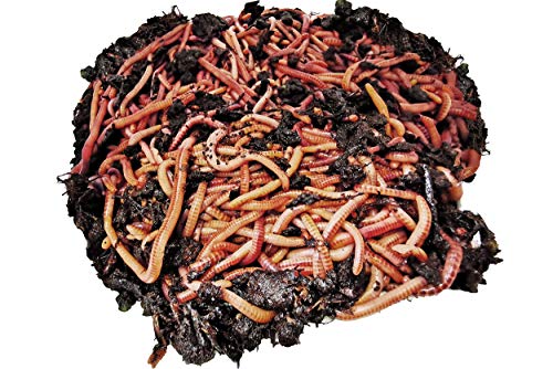 Alpenwurm-1KG-Kompostwuermer-ca-1000Stk-Regenwuermer-Gartenwuermer