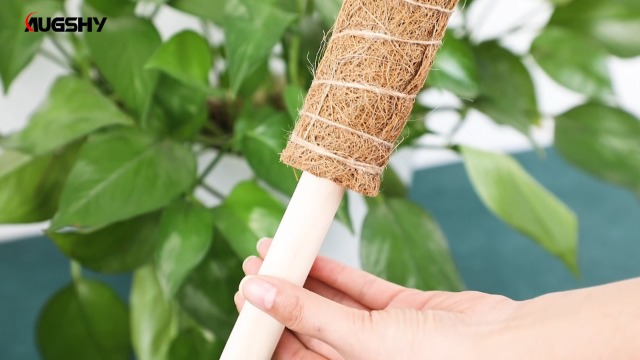 moss stick　sw58 712kATCunsL._UF894,1000_QL80_.jpg