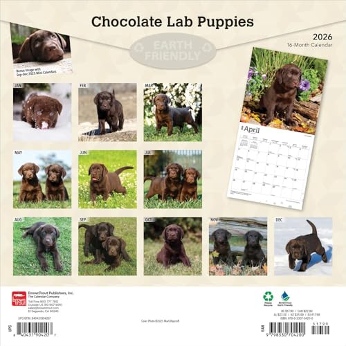 Chocolate Labrador Retriever Puppies | 2026 12 x 24 Inch (Hanging) Monthly Square Wall Calendar | Plastic-Free | BrownTrout | Animals Dog Breeds Puppy - image 2