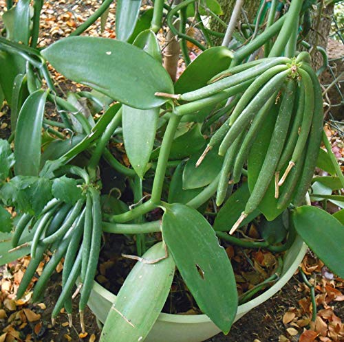 Creative Farmer Rare Vanilla Live Plant (Vanilla Planifolia) Second Most Expensive Spice - 1 Rooted Vine Plant (1 Live Plant in Polybag)