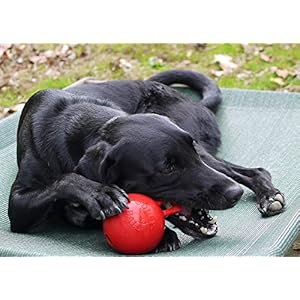 Jolly Pets Tug-n-Toss Heavy Duty Dog Toy Ball with Handle, 4 Inches/Petite, Red Jolly Pets Tug n Toss Heavy Duty Dog Toy Ball with Handle 4 InchesPetite Red