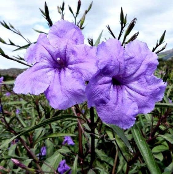Miniatura 3 de 6 plantas mexicanas de petunia viva, Ruellia Brittoniana Perenne de 5 a 7 pulgadas de altura de barco desnudas
