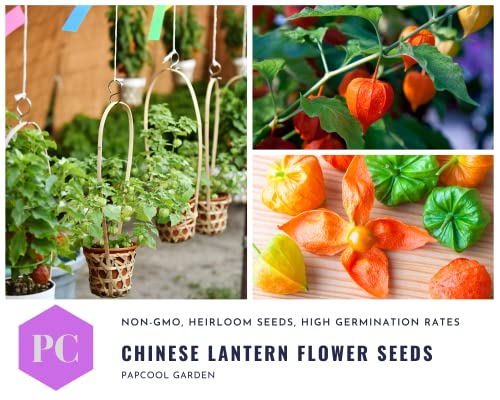 Physalis Alkekengi Chinese Lantern Seeds for Planting - 1500 Seeds - (Ground Cherry Flowers Seeds