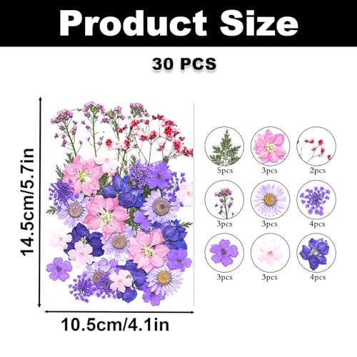 30 piezas Flores secas prensadas color púrpura para manualidades miniatura 2