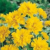 You Garden - 3 x Coreopsis Grand 'Early Sunrise' in 9cm Pots - Drought Tolerant Perennial Plants for Gardens - Potted Coreopsis Plants for Patios, Pots and Borders