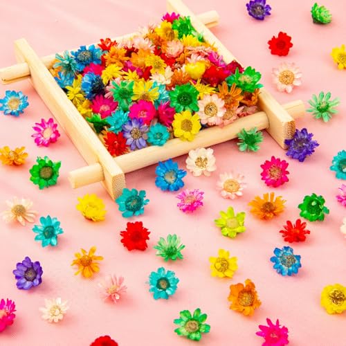 100 flores secas grandes para manualidades miniatura 3