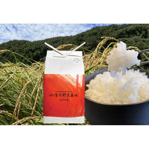 令和7年産 新米 お米番付優秀賞受賞 大粒で知られるお米『いのちの壱』 白米 5kg