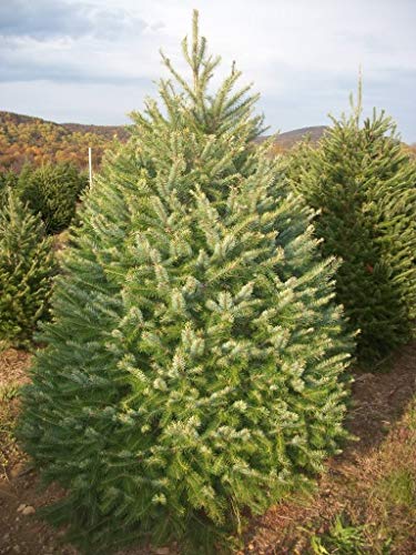15 Douglas Fir Tree Seeds Douglas Fir Seeds, Douglas Spruce, Oregon Pine And Columbian Pine Seeds Non-Gmo #TOP4